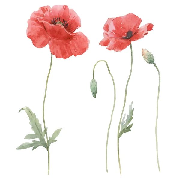 Beautiful floral set with hand drawn watercolor gentle poppy flowers. Stock illuistration. — Stock Photo, Image