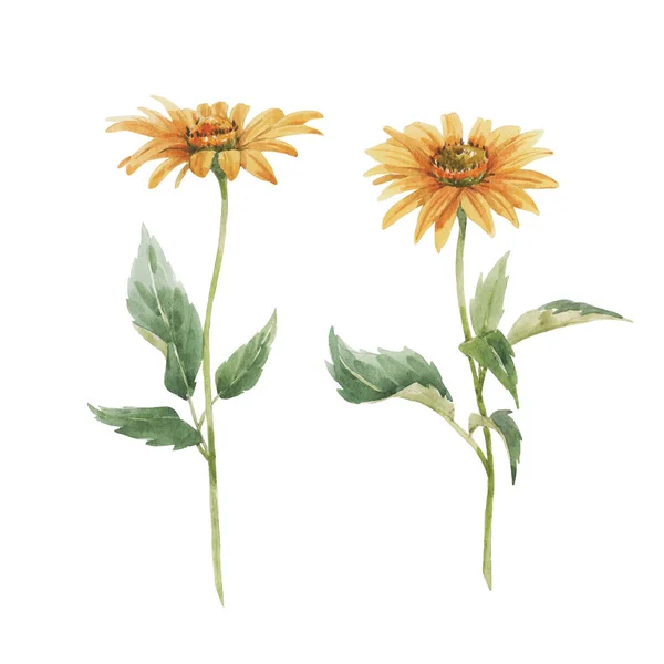 Beautiful floral set with hand drawn watercolor sunflowers. Stock illuistration. — Stok Foto