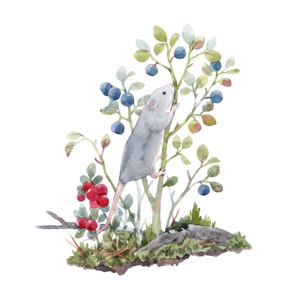 Όμορφη ζωική απεικόνιση απόθεμα με χαριτωμένο φυσικό ακουαρέλα χειροποίητα σύνθεση του ποντικιού και των φρούτων του δάσους. — Φωτογραφία Αρχείου