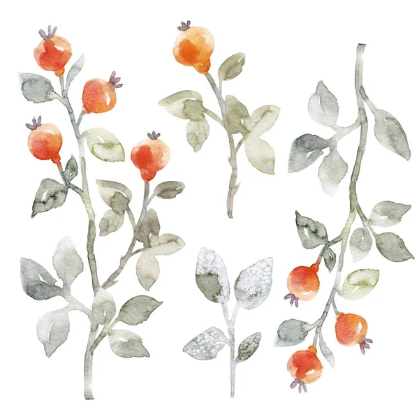 Beautiful floral set with cute watercolor hand drawn abstract wild dog rose flowers. Stock illustration. — Stockfoto