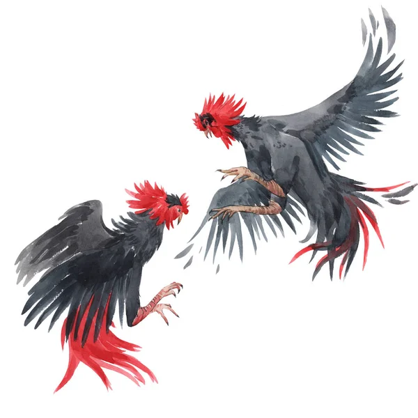 Beautiful image with watercolor fighting black roosters. Stock illustration. — Stock Photo, Image