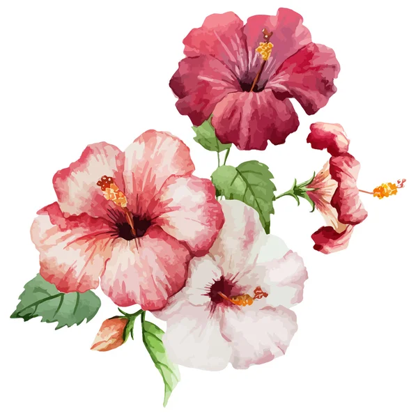 Hibiscus2 — Stok Vektör