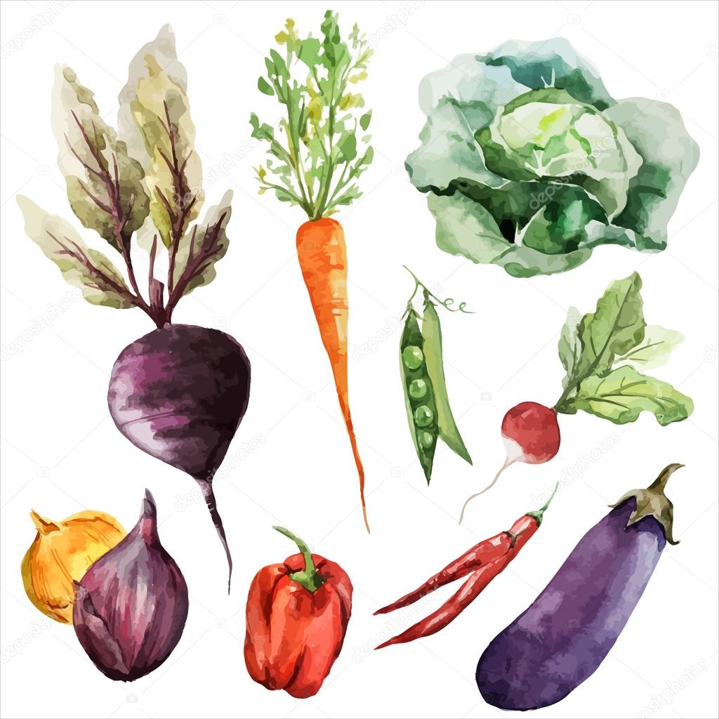 Watercolor drawing of vegetables