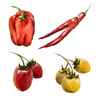 Sebzelerin çizim suluboya