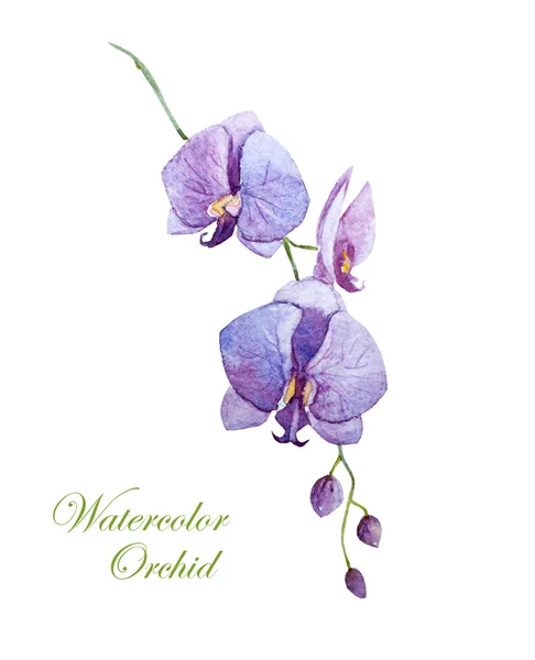 Akwarela malarstwo orchidea — Zdjęcie stockowe