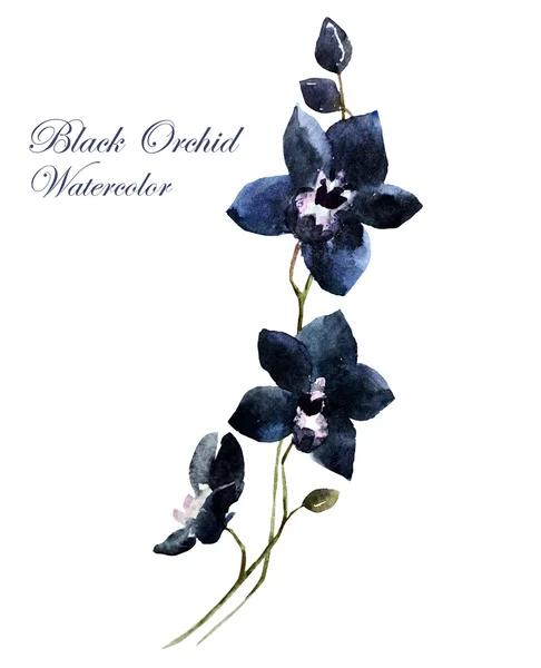 Orchid aquarel — Stockfoto