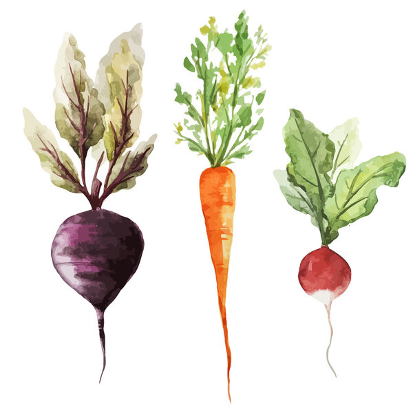 Watercolor drawing of vegetables