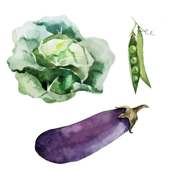 Dibujo acuarela de verduras — Vector de stock