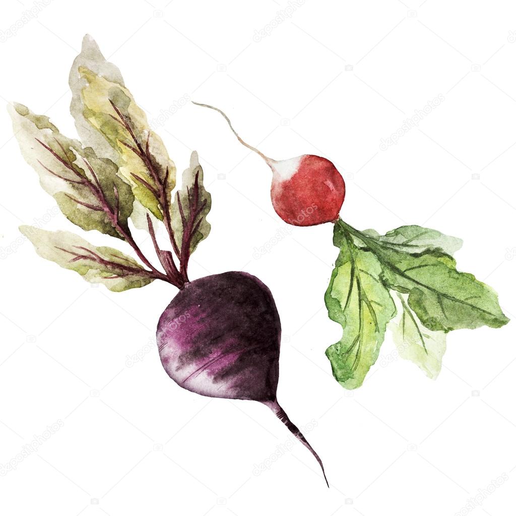 Watercolor drawing of vegetables