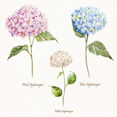 Ortanca suluboya çiçek deseni