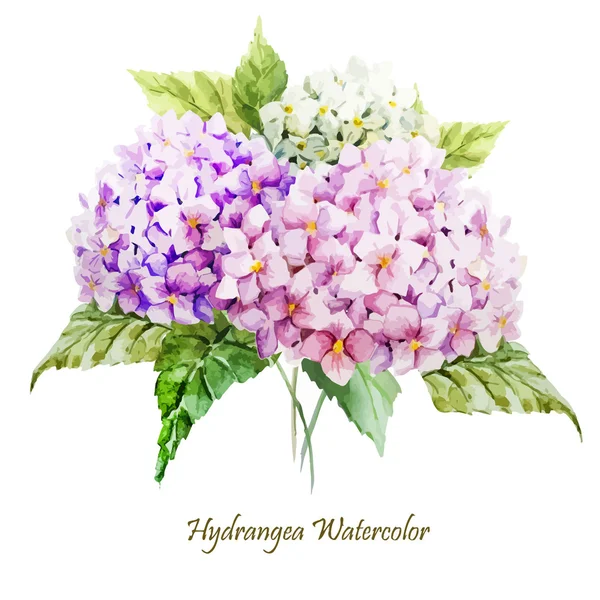 Hortensja akwarela bukiet kwiatów — Wektor stockowy
