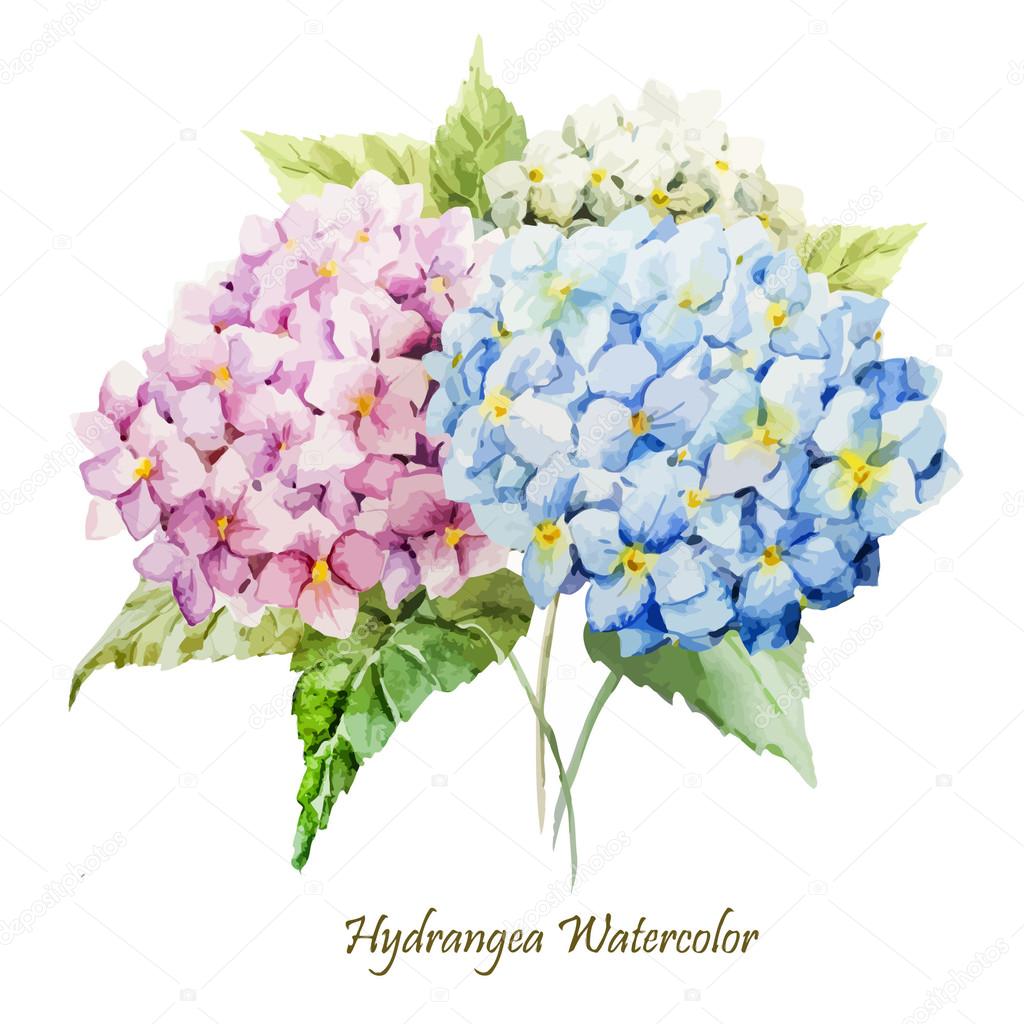 Watercolor hydrangea flowers bouquet