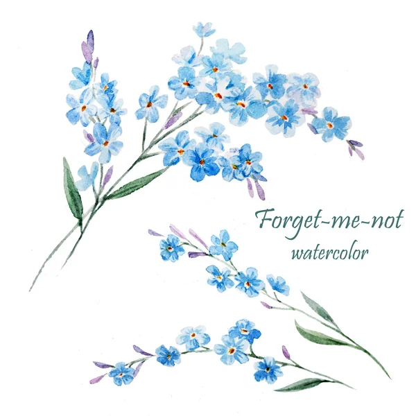 Forget-me-not, watercolor painting — Stock Photo, Image
