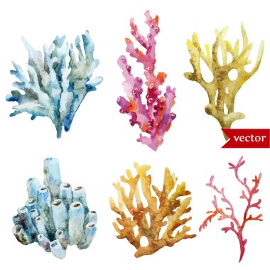 Watercolor corals set and ocean  sponge