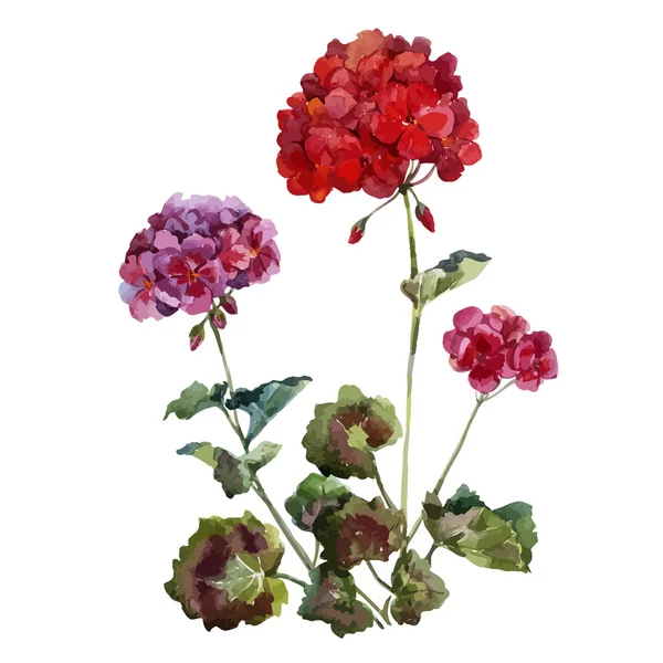 Akvarell blommor geranium — Stock vektor