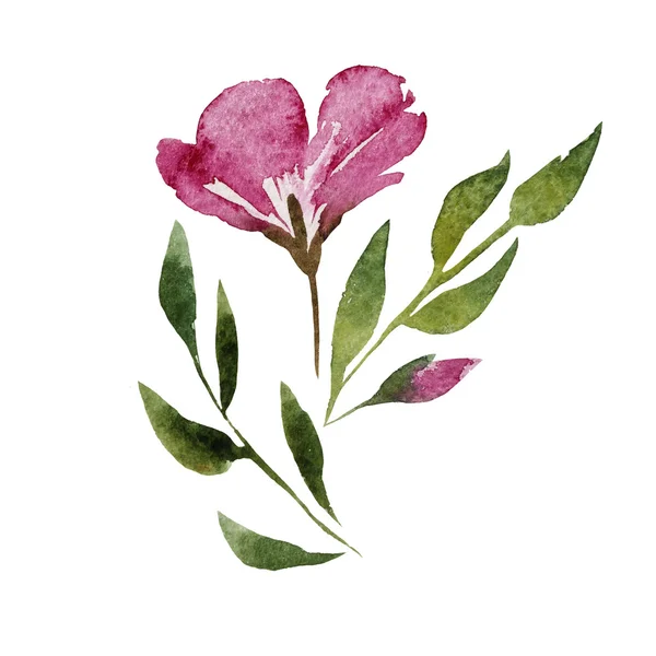 Aquarela flores gerânio —  Vetores de Stock