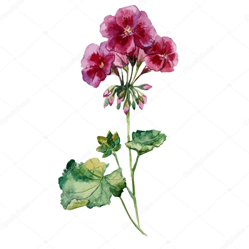 Dibujo de la flor de geranio imágenes de stock de arte vectorial | Depositphotos Dibujo de la flor de geranio imágenes de stock de arte vectorial | Depositphotos