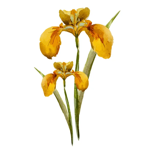 Aquarelle iris peinture — Image vectorielle
