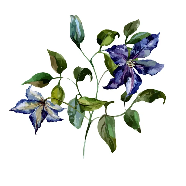 Pittura ad acquerello clematis — Vettoriale Stock