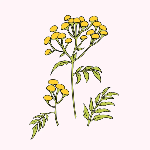 Wrotycz pospolity roślina rysunek — Wektor stockowy