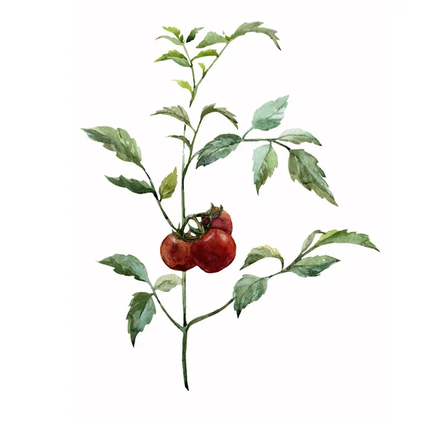 Acquerello pianta di pomodoro — Vettoriale Stock