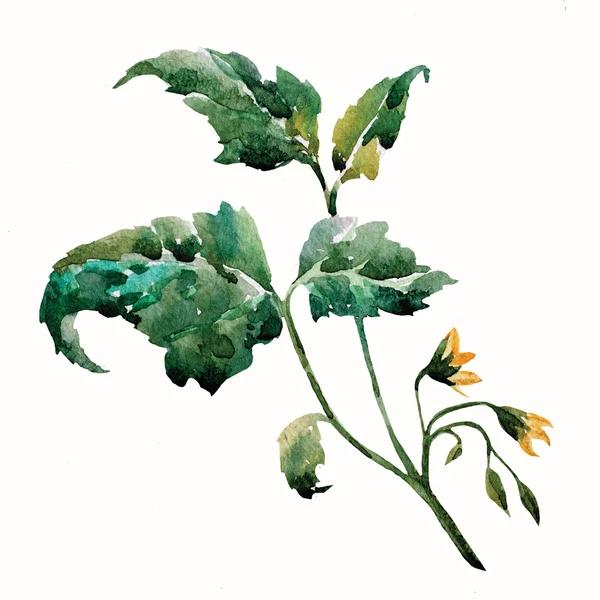 Watercolor tomato plant — Stock Vector