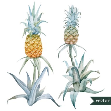 Suluboya ananas, tropikal bitki ve meyveler