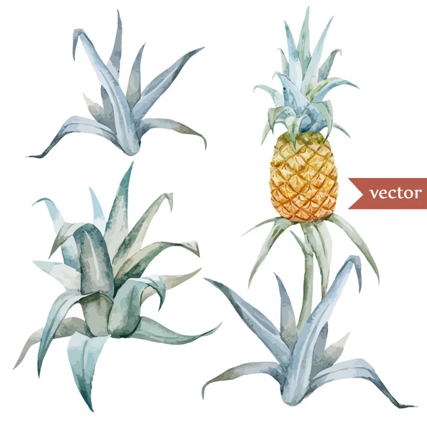 水彩菠萝、 热带植物和水果 — 图库矢量图片