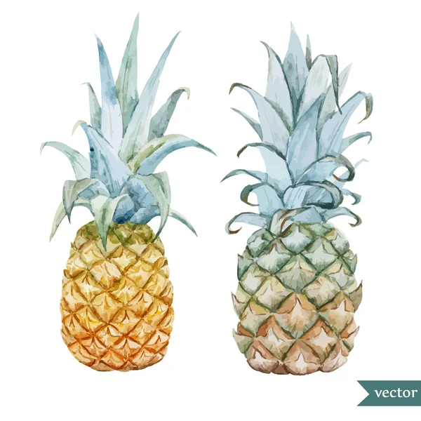 Aquarel ananas, tropische planten en vruchten — Stockvector