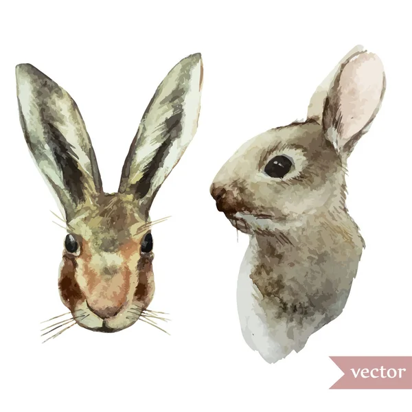Акварельний малюнок кролика або зайця — стоковий вектор