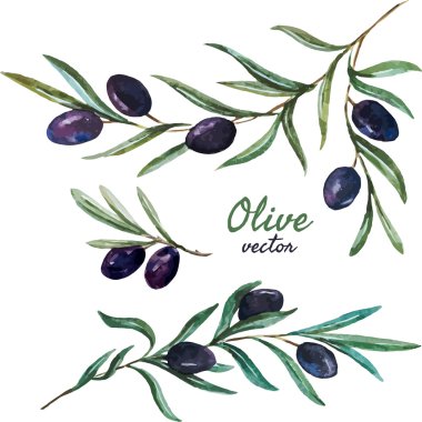 zeytin