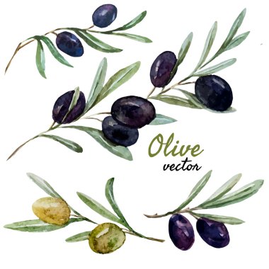 zeytin