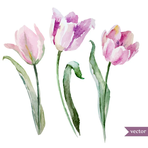 Ensemble de tulipes — Image vectorielle