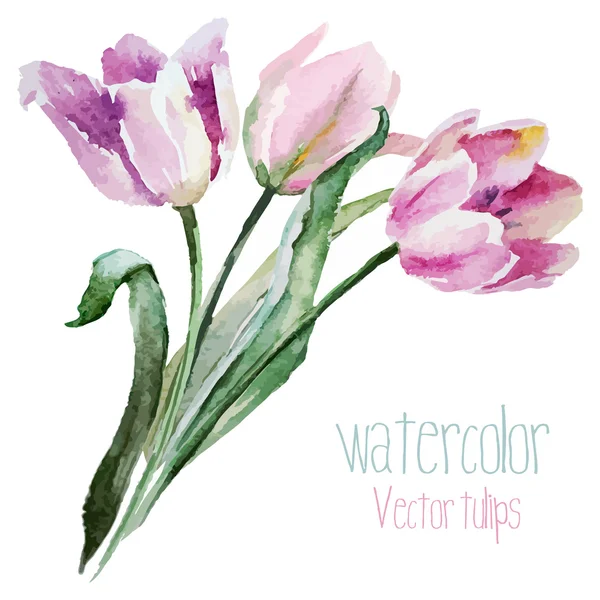 Set di tulipani — Vettoriale Stock