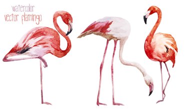 flamingo seti