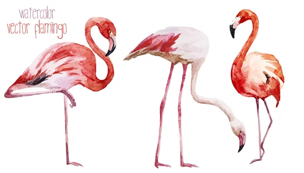 Flamingo seti — Stok Vektör