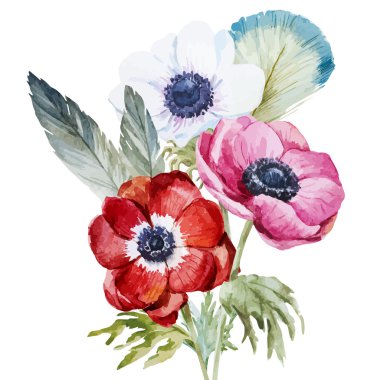 Anemones clipart