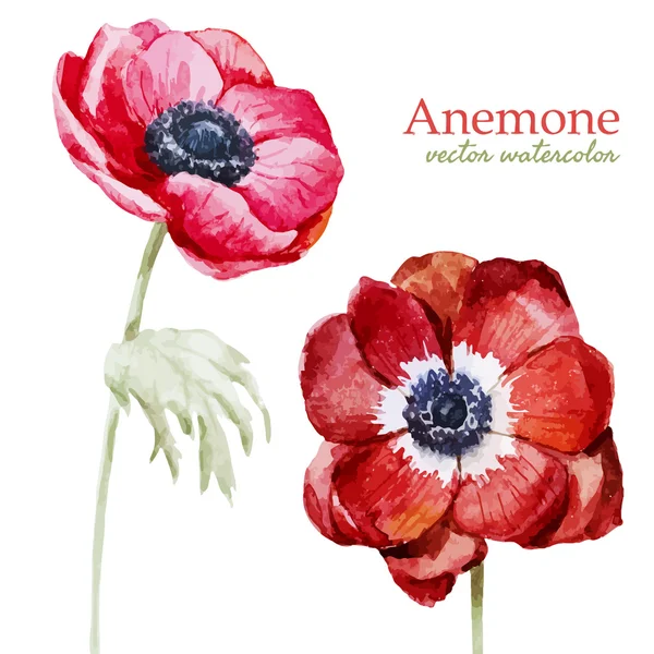 Anemones — Stockový vektor