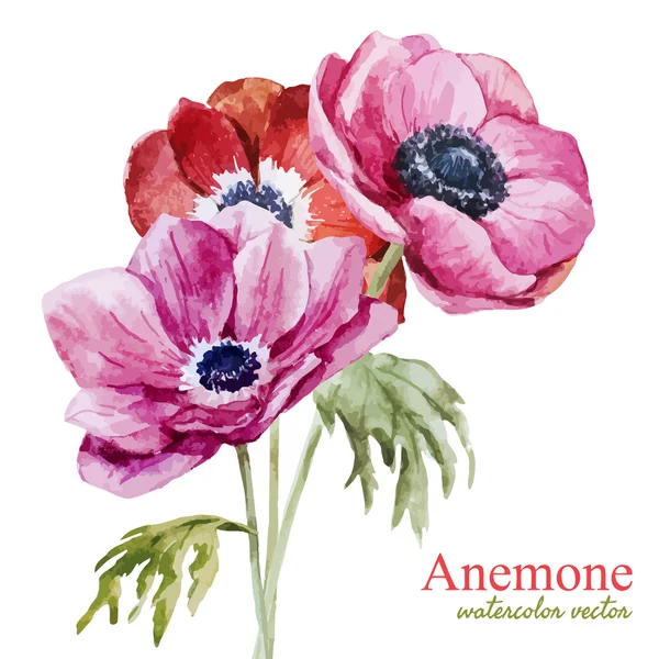 Anemonen — Stockvektor