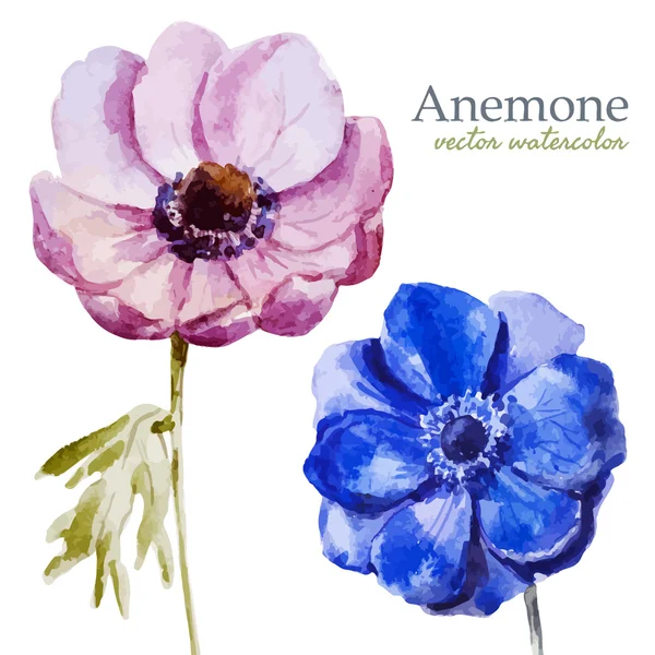 Anemones — Stock Vector