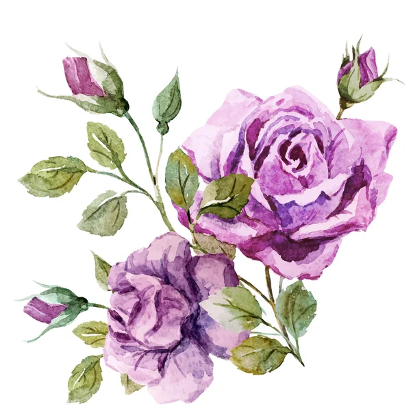 Schöne Rosen — Stockvektor