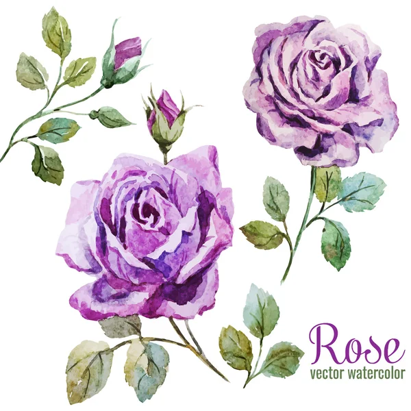 Nice roses — Stock Vector