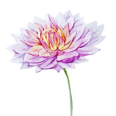 Suluboya Dahlia çiçekler
