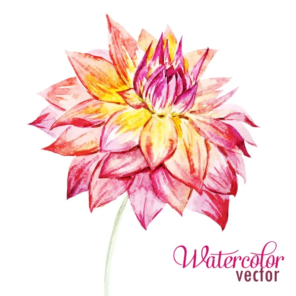 Watercolor dahlia flowers — Stock Vector