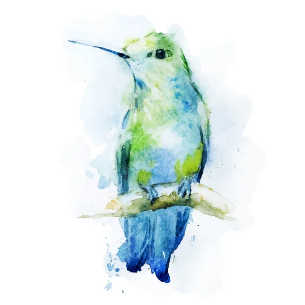 Watercolor colibri bird — Stock Vector