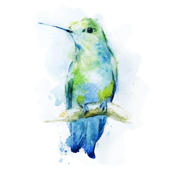 Aquarell Colibri Vogel — Stockvektor