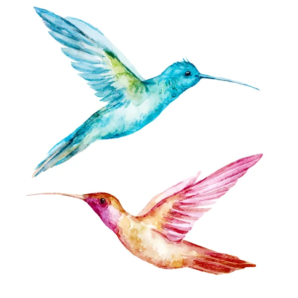Acuarela colibrí ave — Archivo Imágenes Vectoriales
