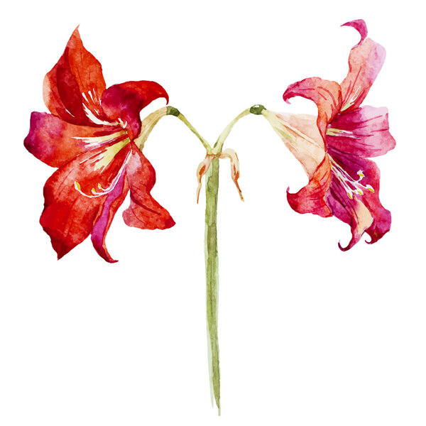 Watercolor lotus flowers