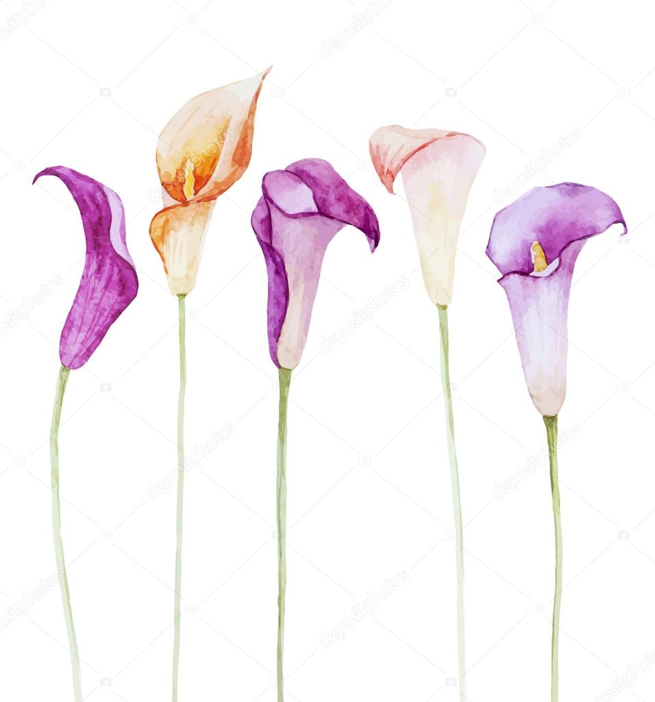 Nice watercolor calla flowers