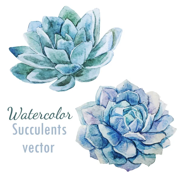 Fleurs succulentes — Image vectorielle